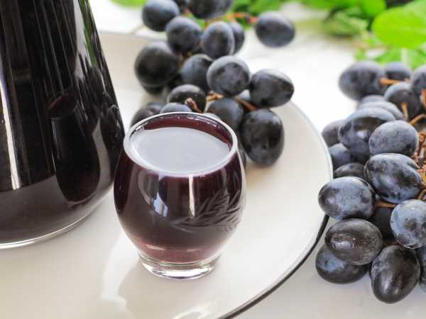 Домашнее вино из винограда Изабелла